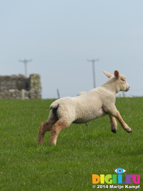 FZ004613 Little lamb jumping